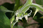 Tropical soda apple